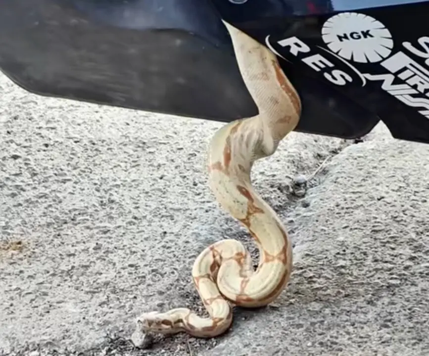 La boa constrictor saliendo de la moto