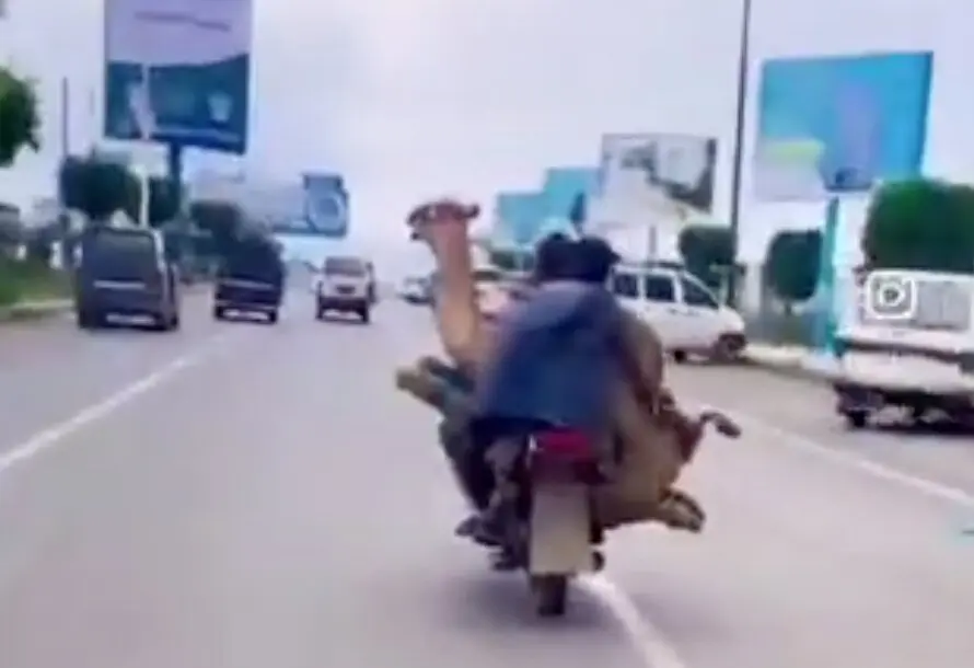 El camello en la moto