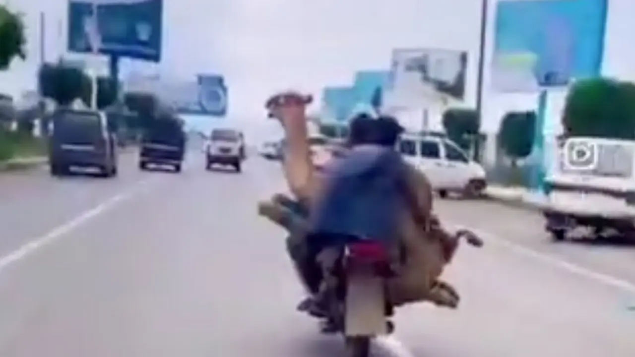 El camello en la moto